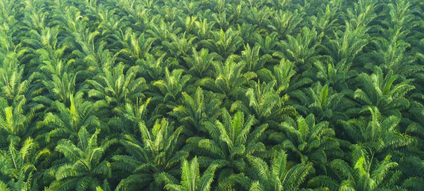 India’s move towards sustainable palm oil usage